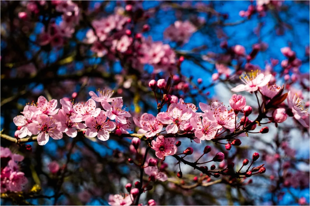 Detail Frühling Blüten Baum Nahaufnahme Number 2