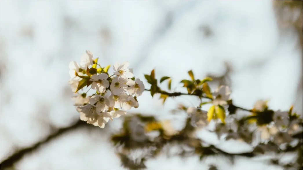 Detail Frühling Blüten Baum Nahaufnahme Number 11