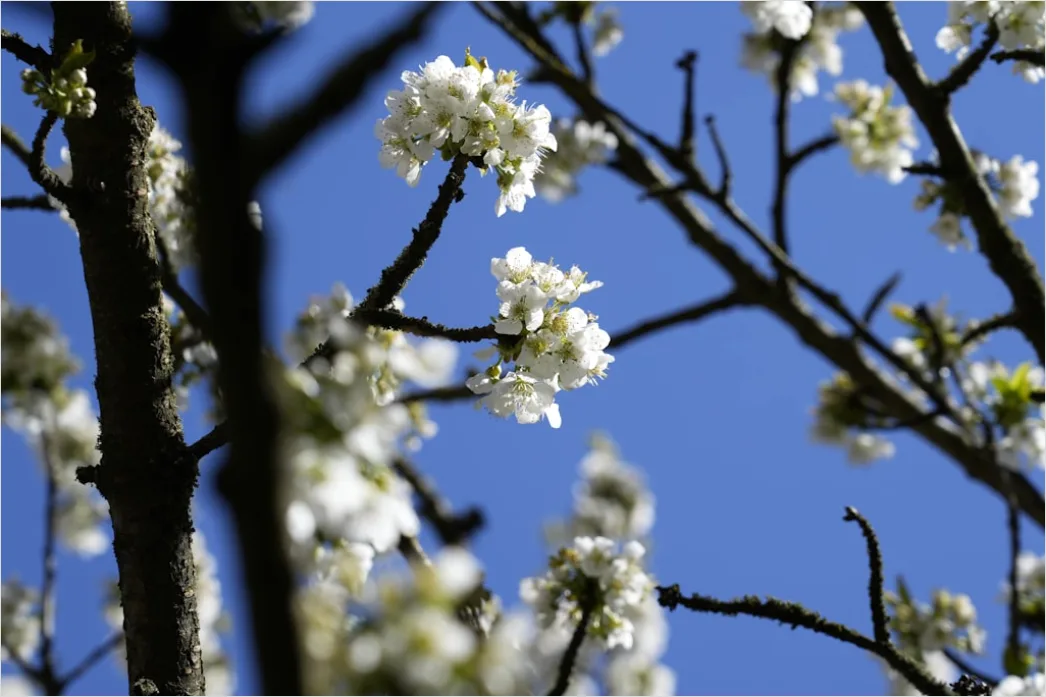 Detail Frühling Blüten Baum Nahaufnahme Number 12