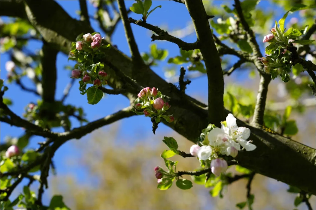 Detail Frühling Blüten Baum Nahaufnahme Number 13