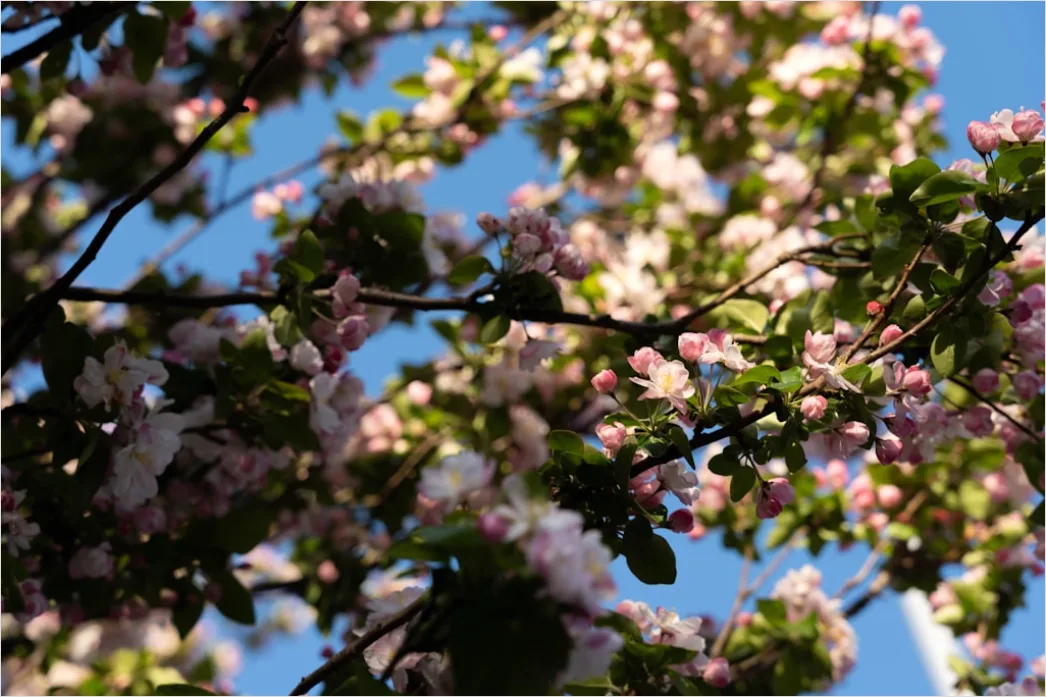 Detail Frühling Blüten Baum Nahaufnahme Number 15