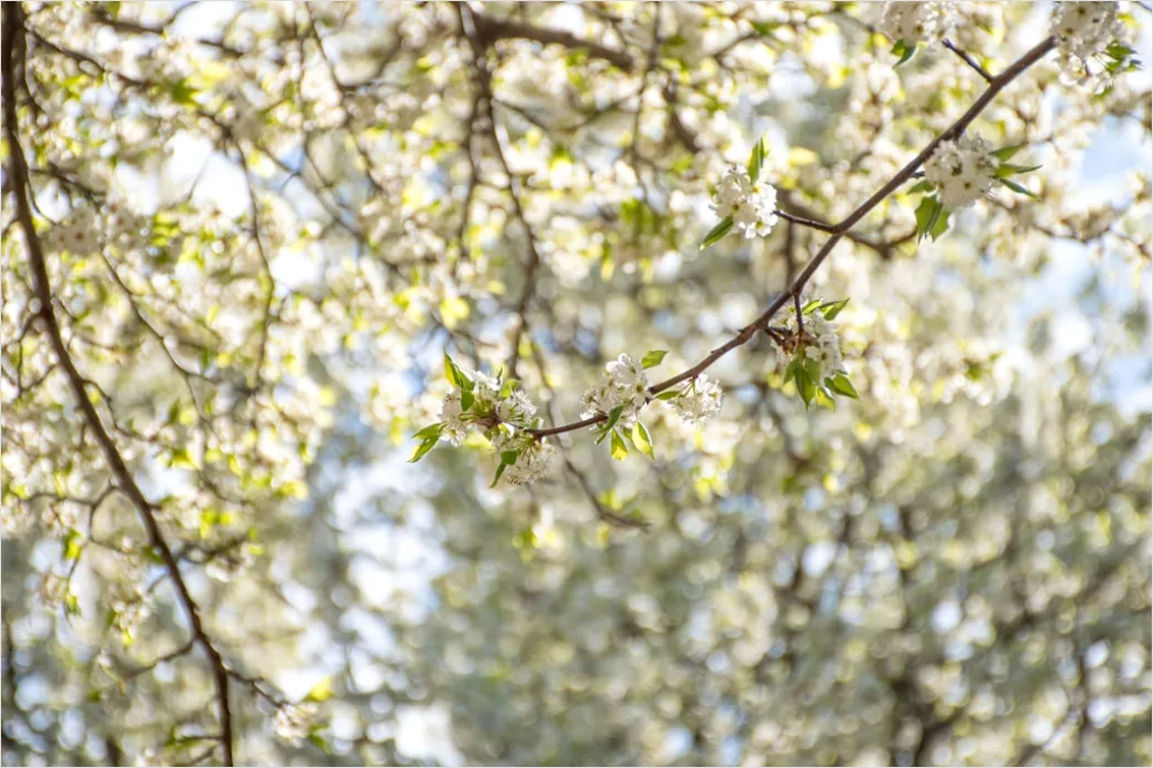 Detail Frühling Blüten Baum Nahaufnahme Number 16