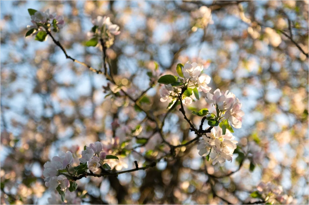 Detail Frühling Blüten Baum Nahaufnahme Number 18