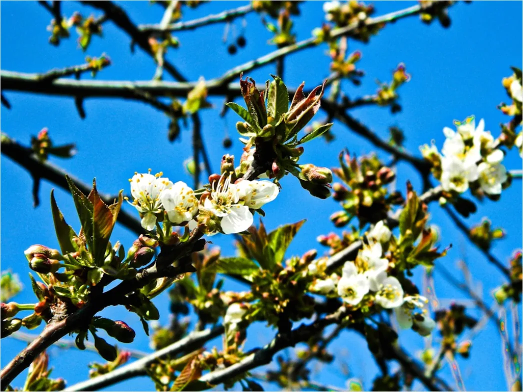 Detail Frühling Blüten Baum Nahaufnahme Number 19