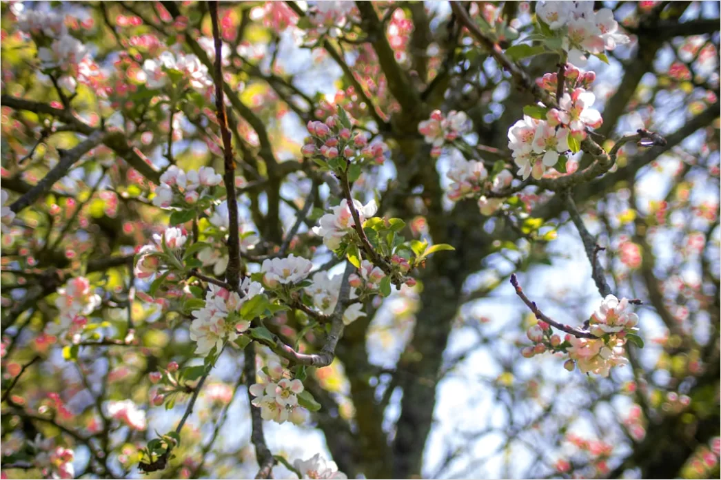Detail Frühling Blüten Baum Nahaufnahme Number 20