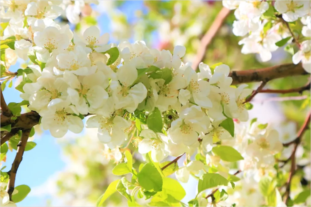 Detail Frühling Blüten Baum Nahaufnahme Number 3