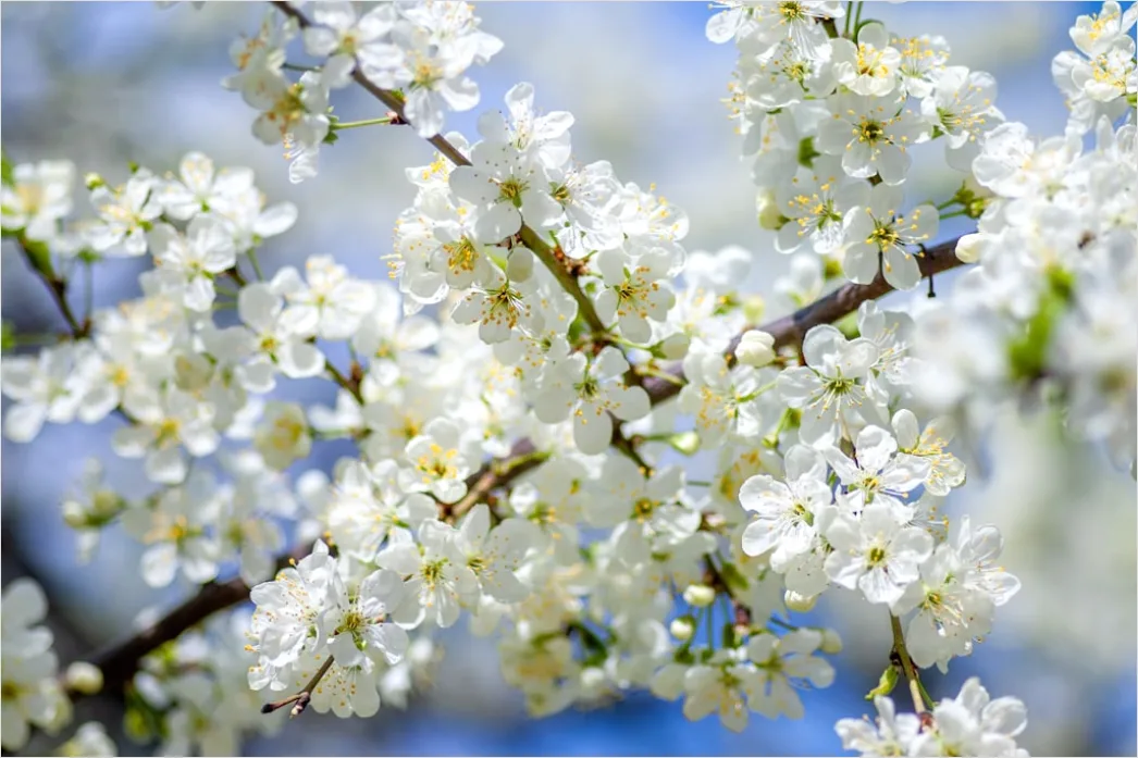 Detail Frühling Blüten Baum Nahaufnahme Number 5