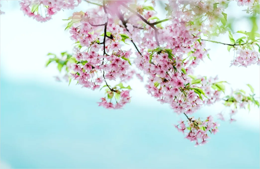 Detail Frühling Blüten Baum Nahaufnahme Number 7