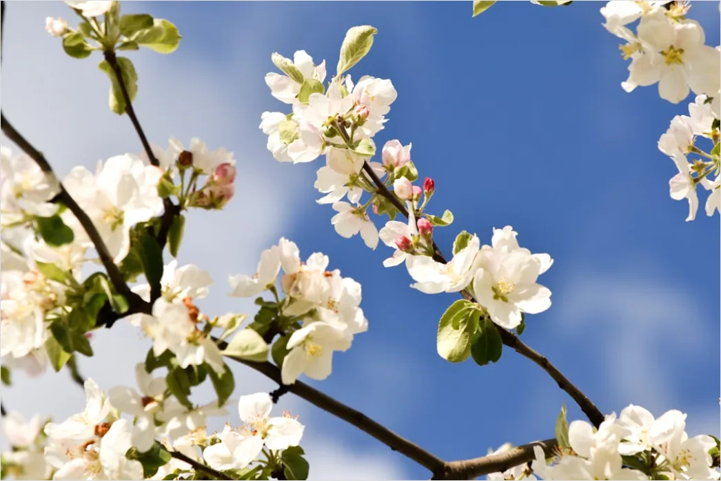 Detail Frühling Blüten Baum Nahaufnahme Number 9