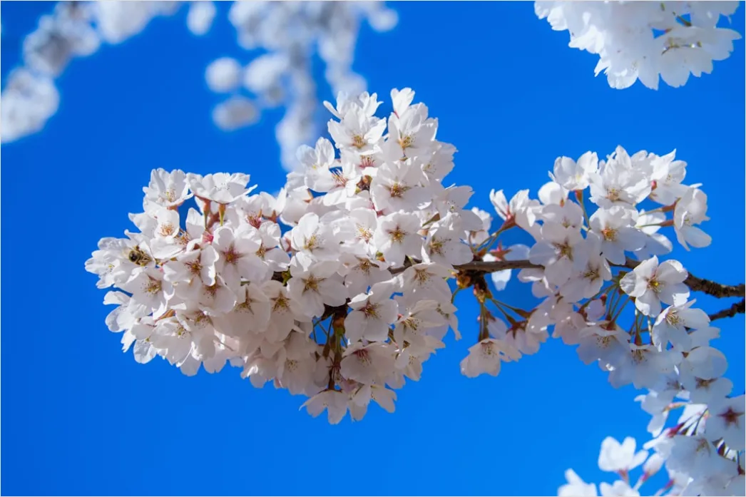 Detail Frühling Blüten Baum Nahaufnahme Number 10