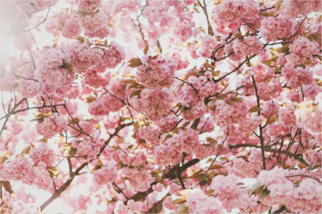 Fruehling Kirschbluete Rosa Baeume 01b0