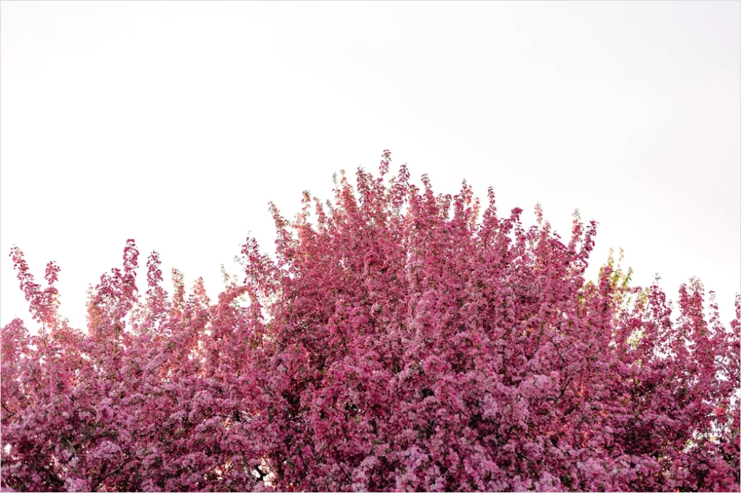 Detail Frühling Kirschblüte Rosa Bäume Number 2