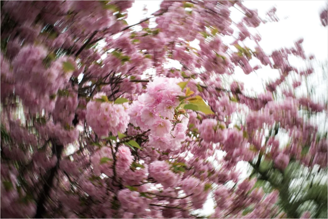 Detail Frühling Kirschblüte Rosa Bäume Number 18