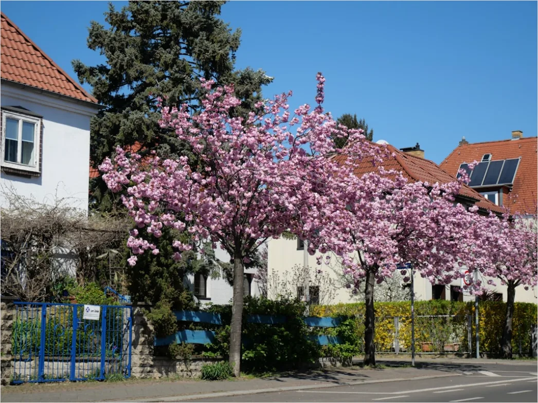 Detail Frühling Kirschblüte Rosa Bäume Number 9