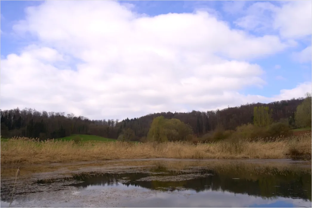 Fruehling Regen Pfuetze Spiegelung 63d1