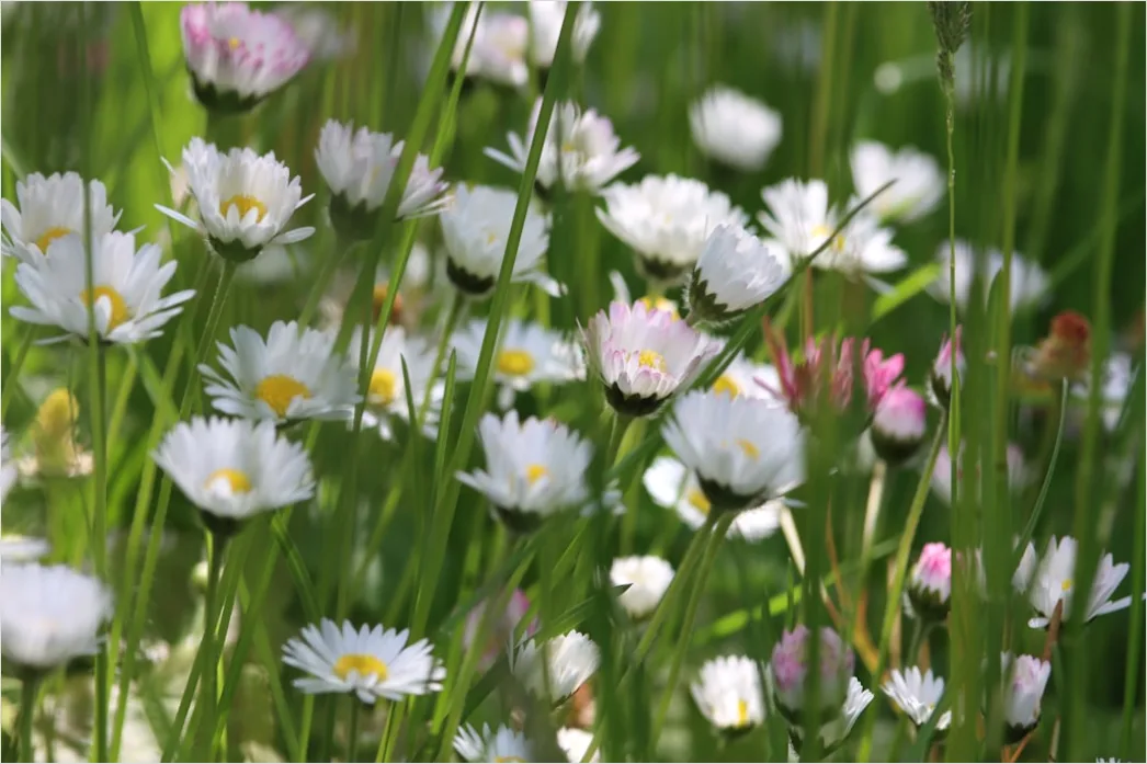 Fruehling Wiese Blumen Erwachen Natur 36bc