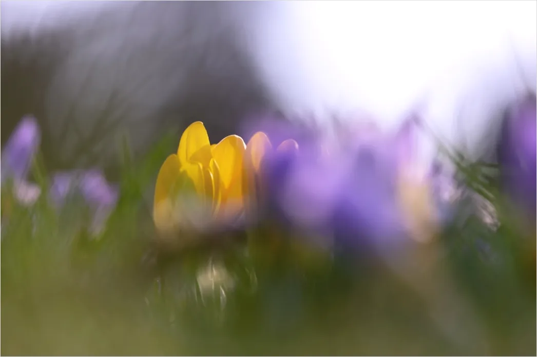 Detail Frühling Wiese Blumen Erwachen Natur Number 13