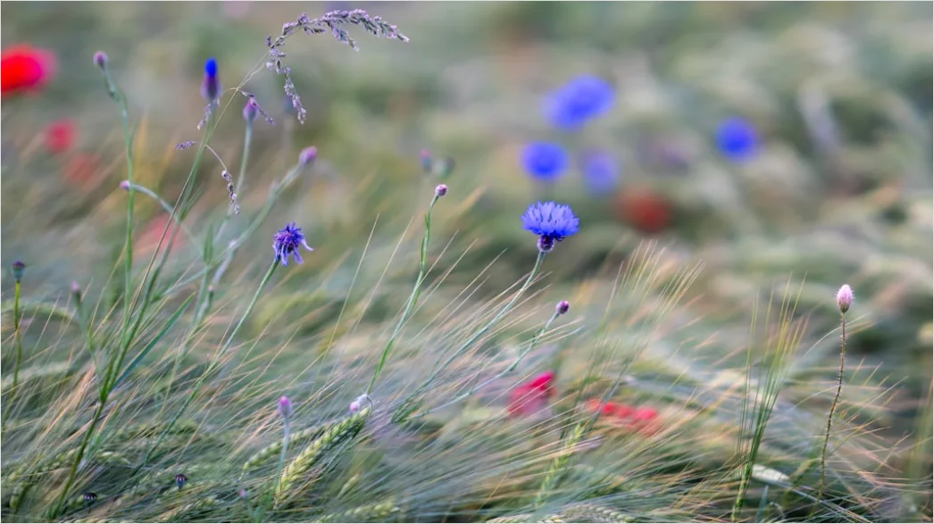 Detail Frühling Wiese Blumen Erwachen Natur Number 14