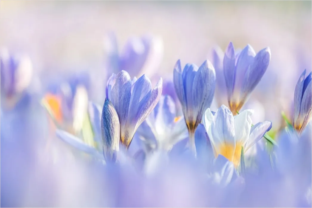 Detail Frühling Wiese Blumen Erwachen Natur Number 16