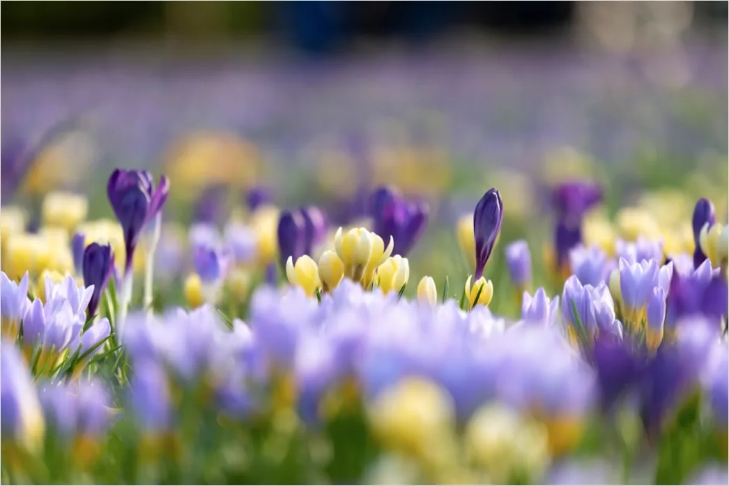 Detail Frühling Wiese Blumen Erwachen Natur Number 17