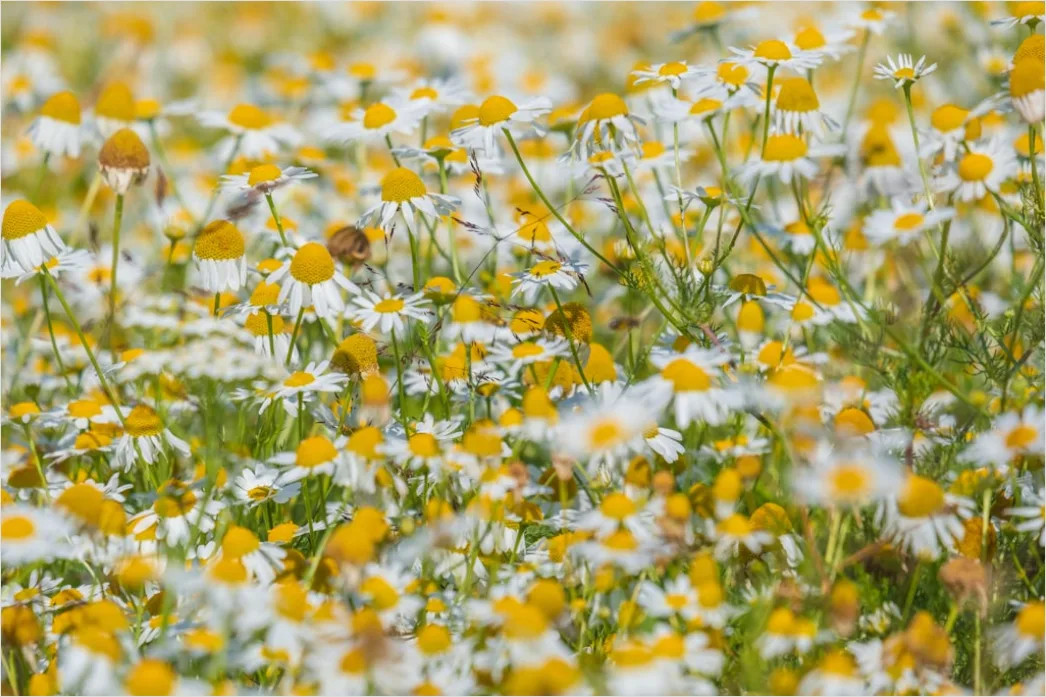 Detail Frühling Wiese Blumen Erwachen Natur Number 18