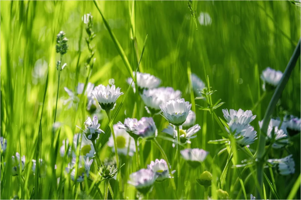 Detail Frühling Wiese Blumen Erwachen Natur Number 3