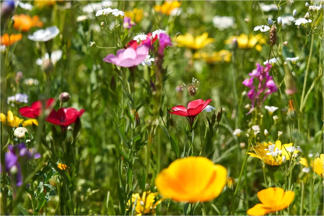 Detail Frühling Wiese Blumen Erwachen Natur Number 4