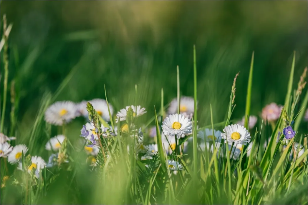 Detail Frühling Wiese Blumen Erwachen Natur Number 5