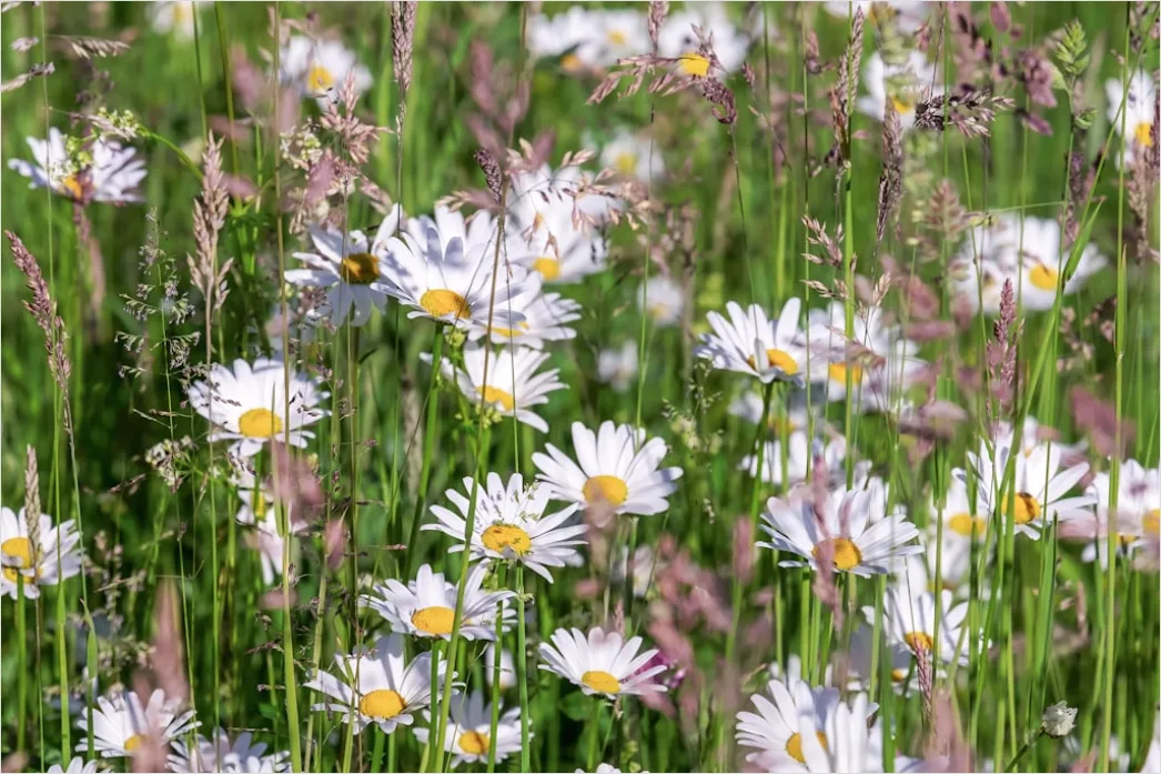 Detail Frühling Wiese Blumen Erwachen Natur Number 6