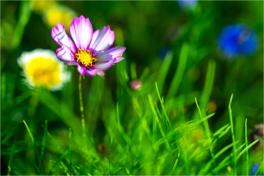Detail Frühling Wiese Blumen Erwachen Natur Number 8