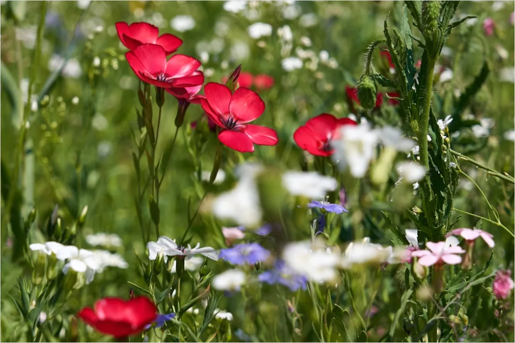 Detail Frühling Wiese Blumen Erwachen Natur Number 9
