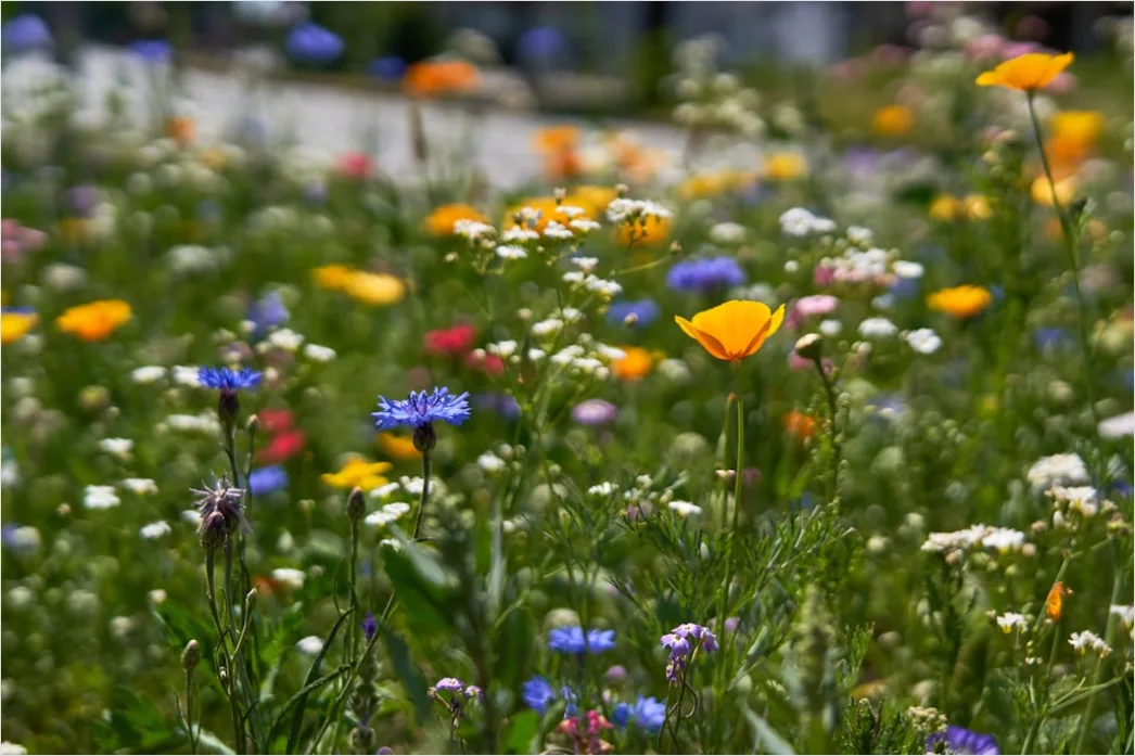 Detail Frühling Wiese Blumen Erwachen Natur Number 10