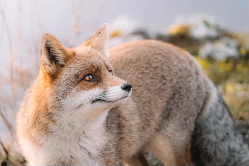 Fuchs Wiese Nahaufnahme Portrait D006
