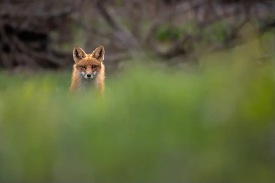 Detail Fuchs Wiese Nahaufnahme Portrait Number 2