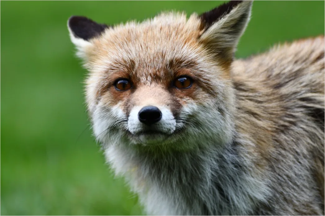 Detail Fuchs Wiese Nahaufnahme Portrait Number 11