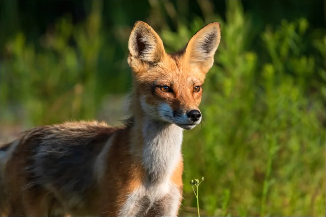 Detail Fuchs Wiese Nahaufnahme Portrait Number 12