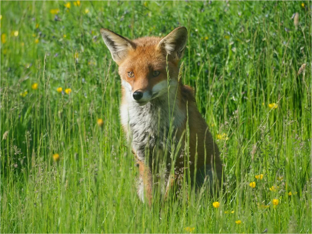 Detail Fuchs Wiese Nahaufnahme Portrait Number 13
