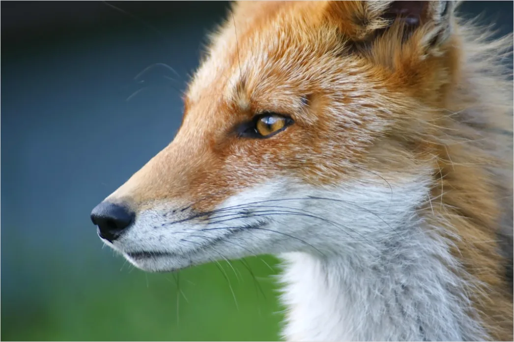 Detail Fuchs Wiese Nahaufnahme Portrait Number 14