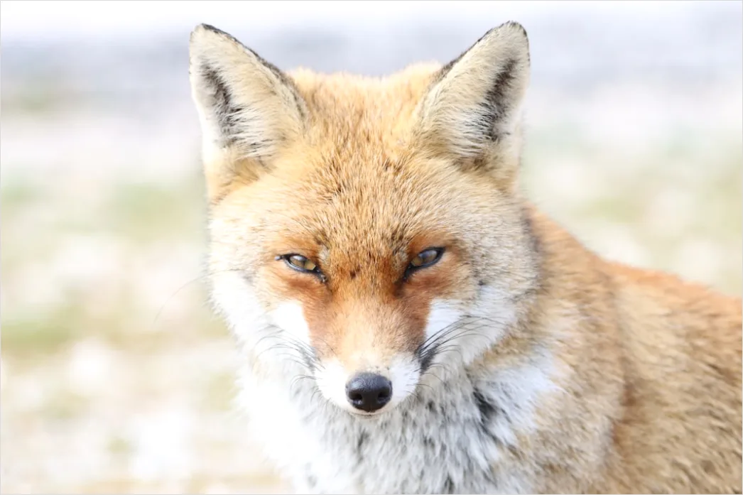 Detail Fuchs Wiese Nahaufnahme Portrait Number 17