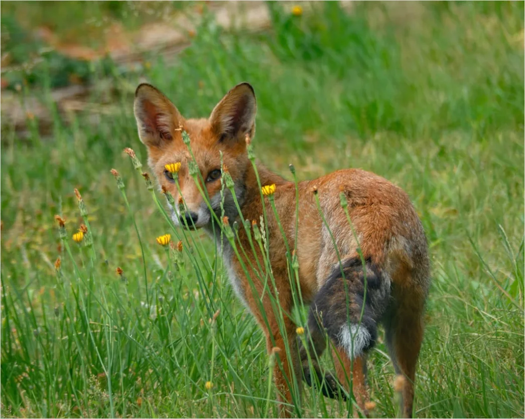 Detail Fuchs Wiese Nahaufnahme Portrait Number 18