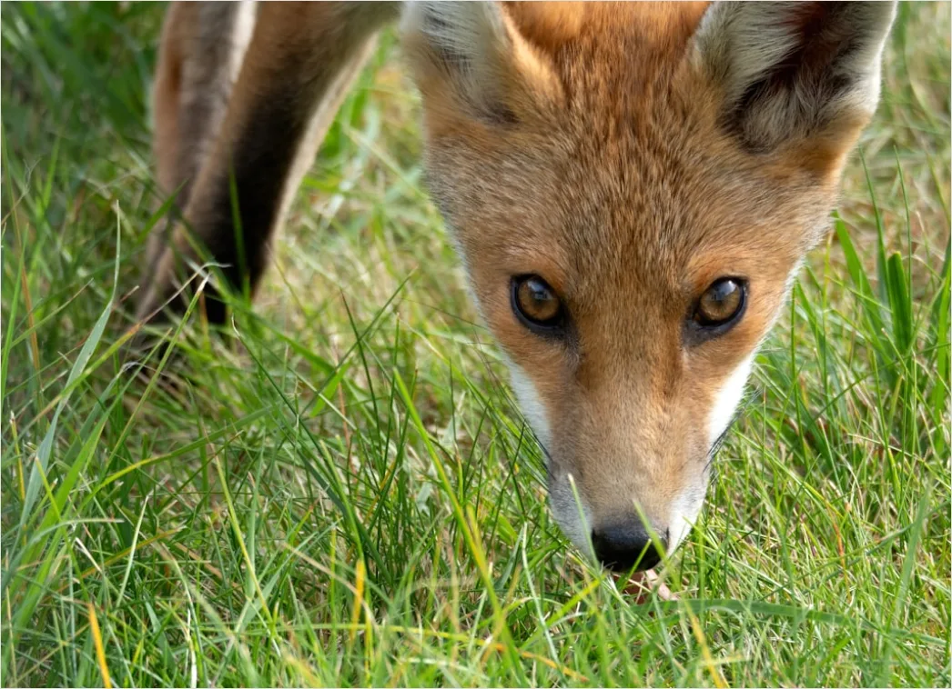 Detail Fuchs Wiese Nahaufnahme Portrait Number 20