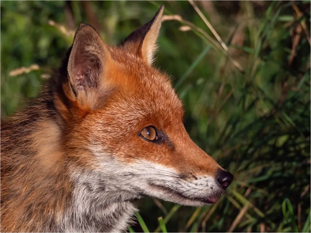 Detail Fuchs Wiese Nahaufnahme Portrait Number 3