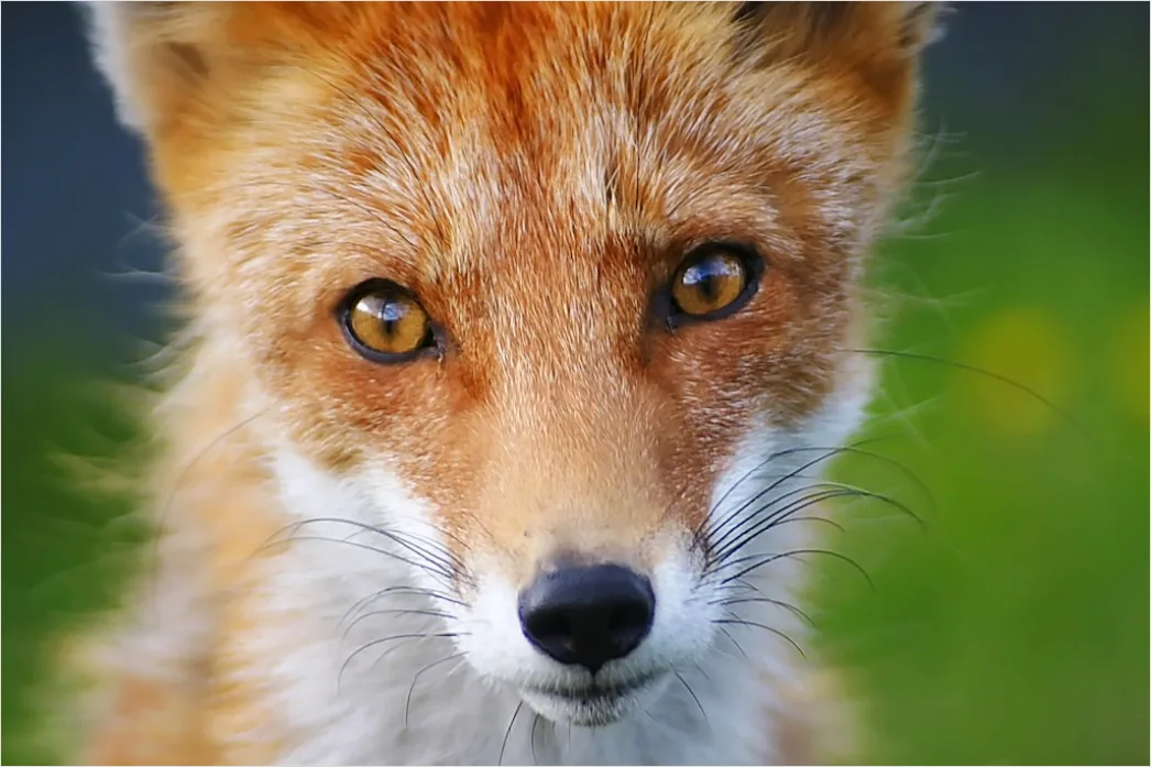 Detail Fuchs Wiese Nahaufnahme Portrait Number 4