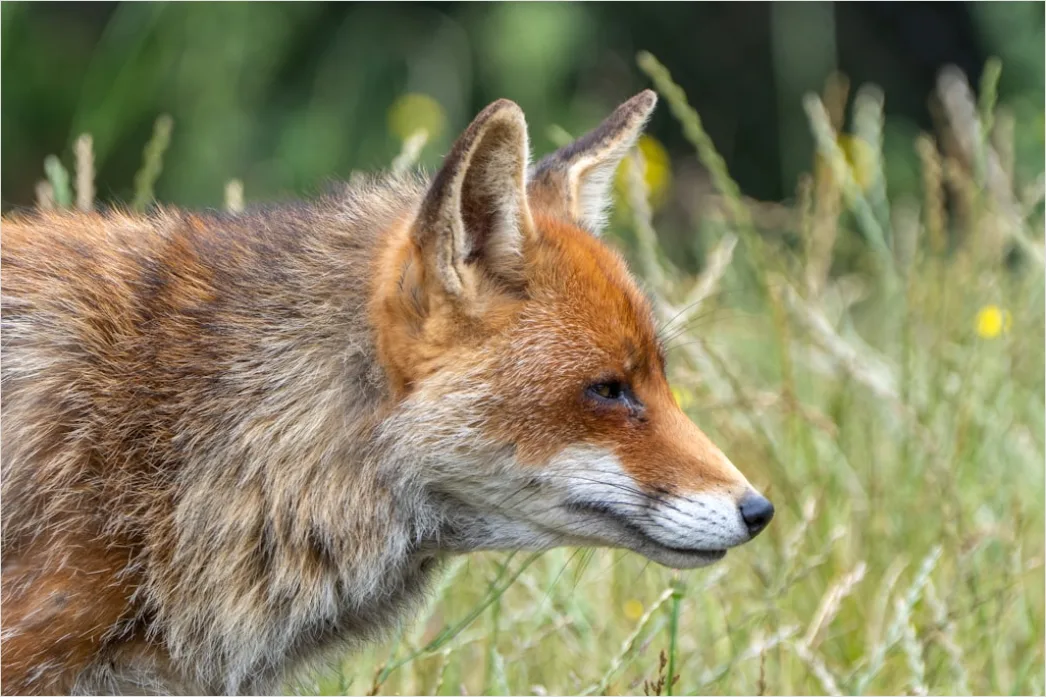 Detail Fuchs Wiese Nahaufnahme Portrait Number 5