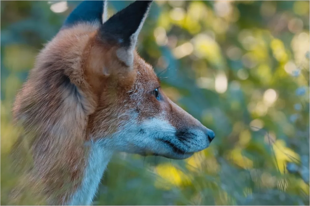 Detail Fuchs Wiese Nahaufnahme Portrait Number 6