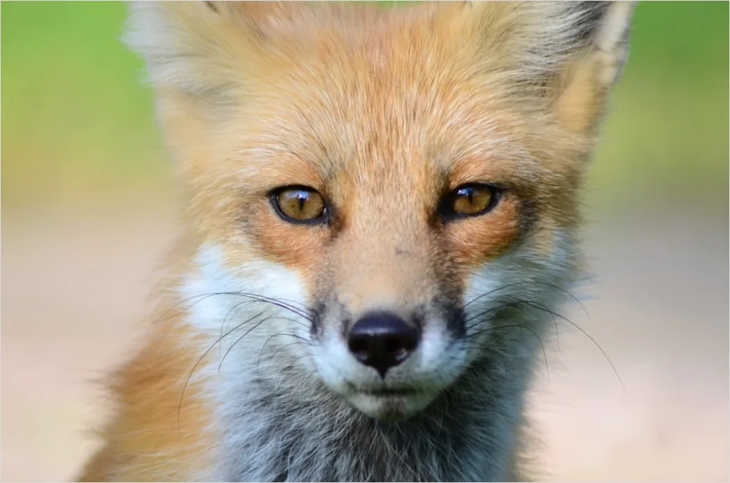 Detail Fuchs Wiese Nahaufnahme Portrait Number 7