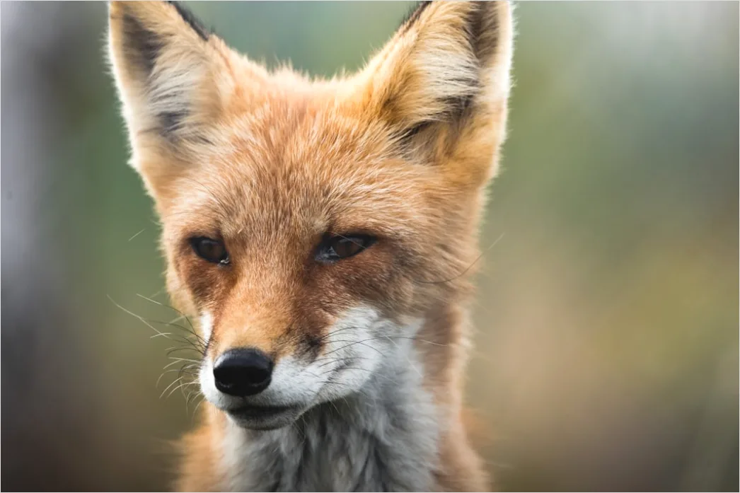Detail Fuchs Wiese Nahaufnahme Portrait Number 8