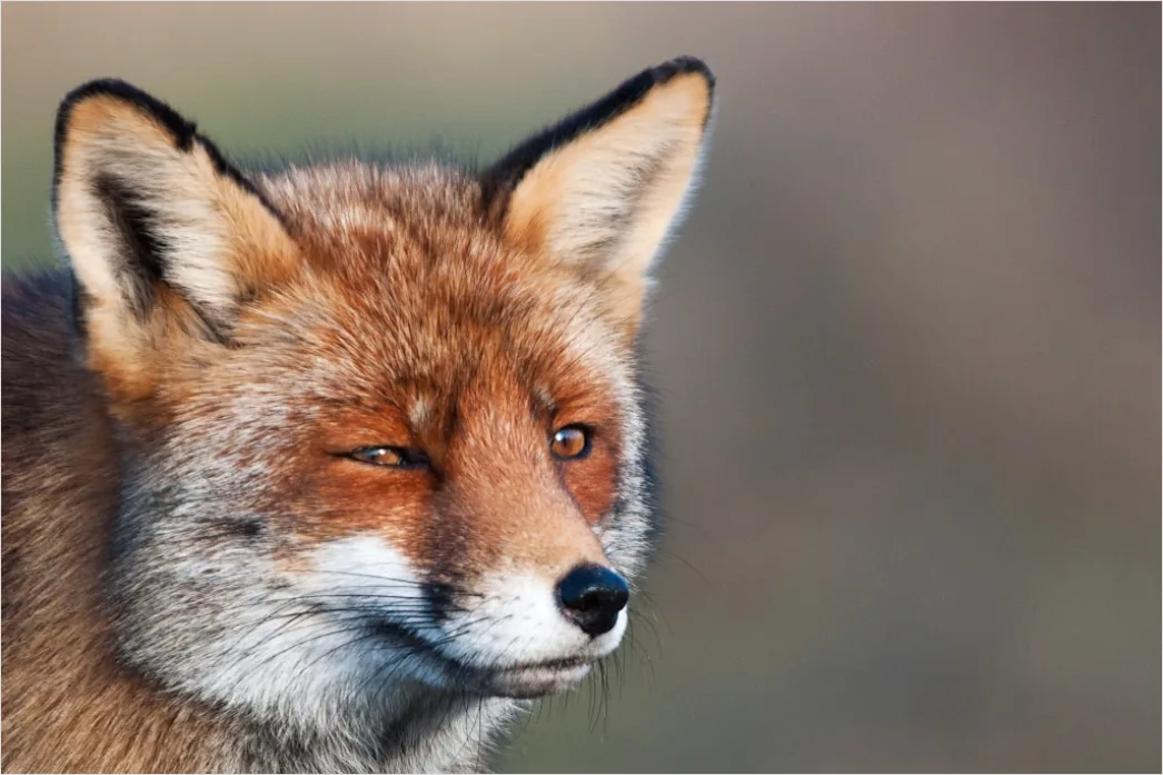 Detail Fuchs Wiese Nahaufnahme Portrait Number 9