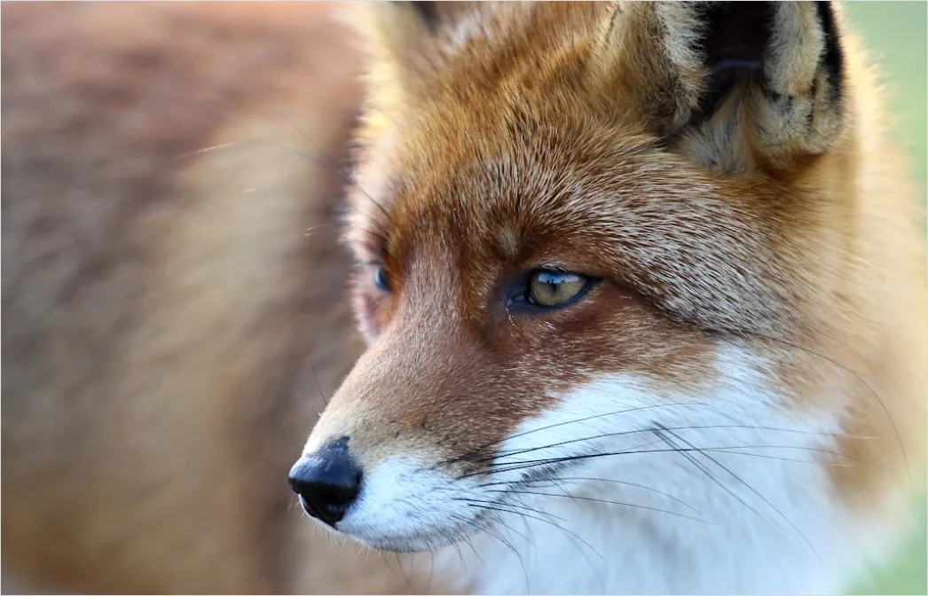 Detail Fuchs Wiese Nahaufnahme Portrait Number 10