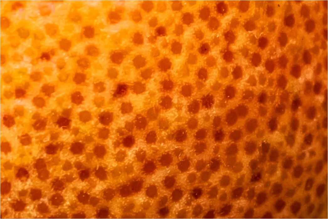 Detail Gewürze Makro Nahaufnahme Farben Textur Number 9
